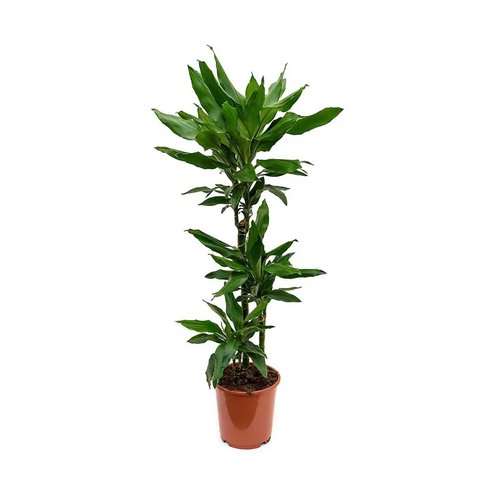 Planta Genuíno Dracaena Fragans Janet Lind 120-130Cm