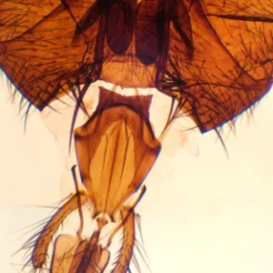 Aparelhos bucais de mosca padrão, m.e.
