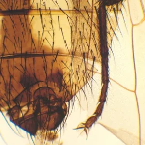 Mosca ordinário, I. com Cabo Longo | Alta Eficiência