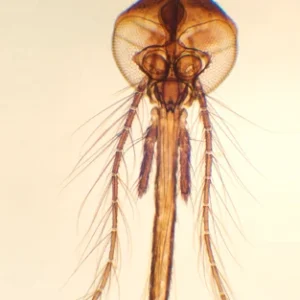 Profissional de Alta Resistência Peç bucal do mosquito fêmea, m.e
