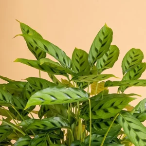 Calathea leopardina
