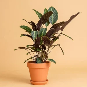 Calathea louisae 'Maui Queen' para Cultivo em Vasos