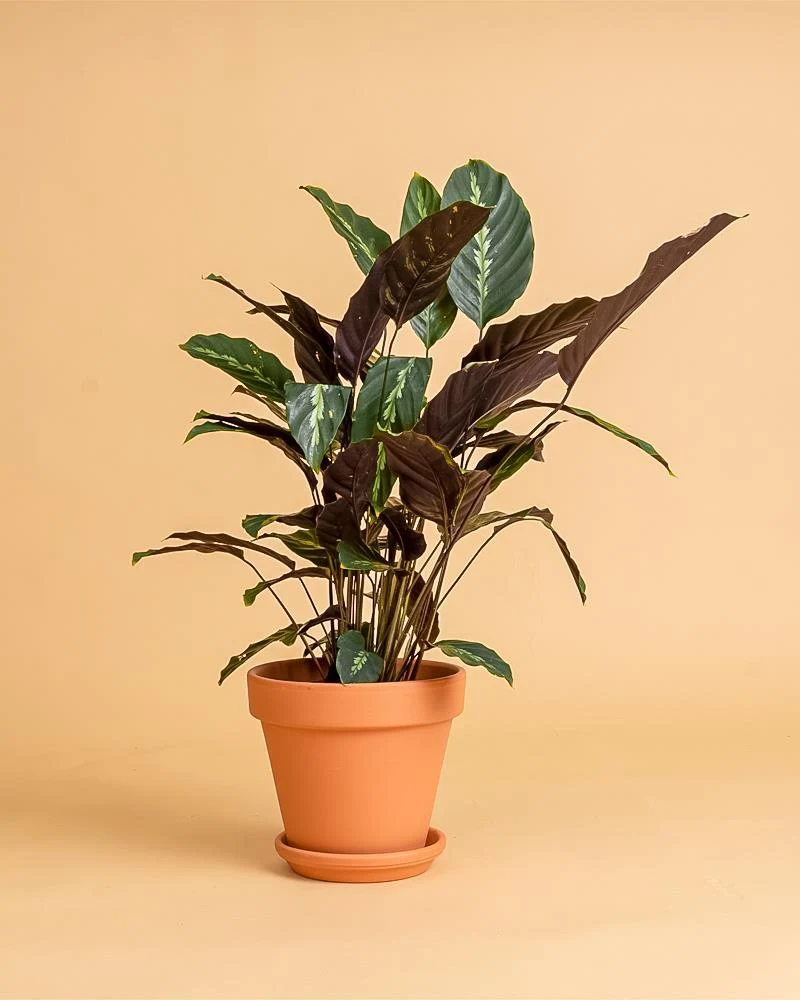 Calathea louisae 'Maui Queen' para Cultivo em Vasos