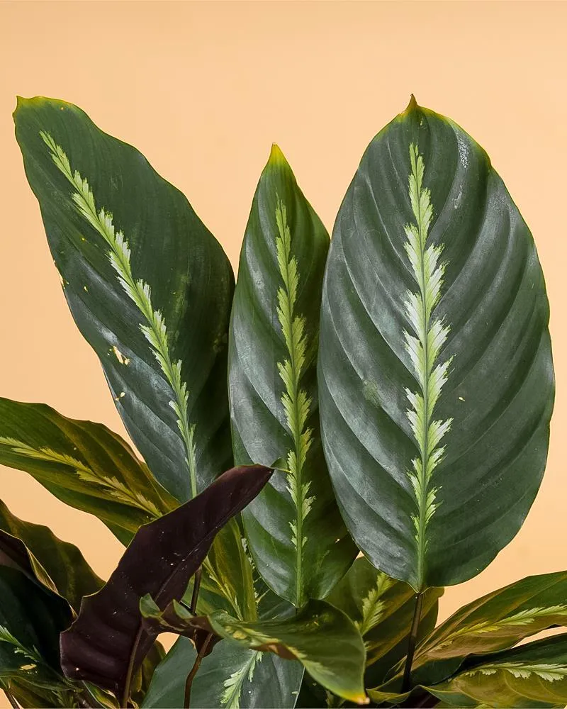 Calathea louisae 'Maui Queen' para Cultivo em Vasos