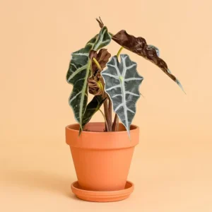 Ecológico e Sustentável Alocasia 'Polly'