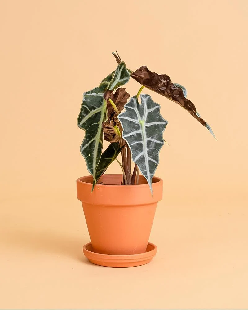 Ecológico e Sustentável Alocasia 'Polly'