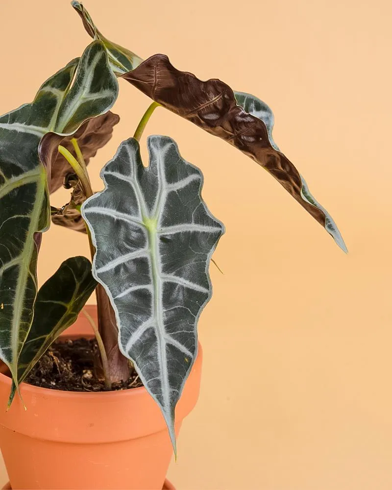 Ecológico e Sustentável Alocasia 'Polly'