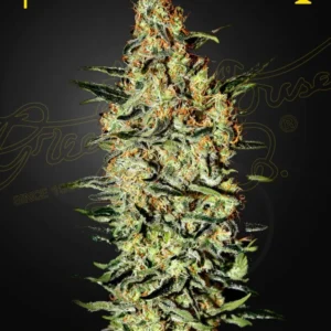 Luminária Solar Neville's Haze