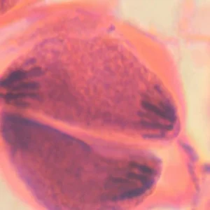 Meiose, antera de lírio, s.t para Festas ao Ar Livre
