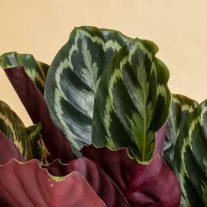 Sistema de Irrigação Calathea roseopicta 'Medallion'